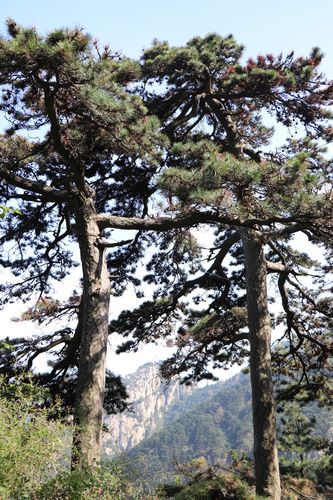 风光:古松神韵——泰山后石坞景区古松园掠影