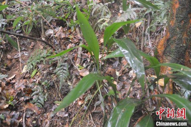 曾认为已灭绝 广东茂名发现珍稀濒危植物兰花蕉群落