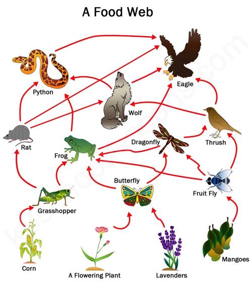 通过这张图片,解释了一下food web 和top animal of food chain.