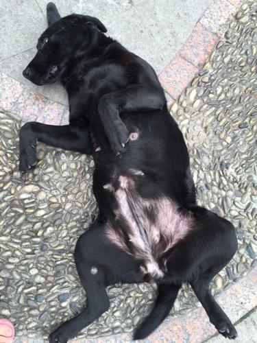 狗狗怀孕50天了,肚子还不怎么大,请问是不是假怀孕?