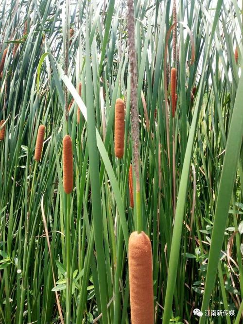 梁记随笔:砖桥子的毛蜡烛