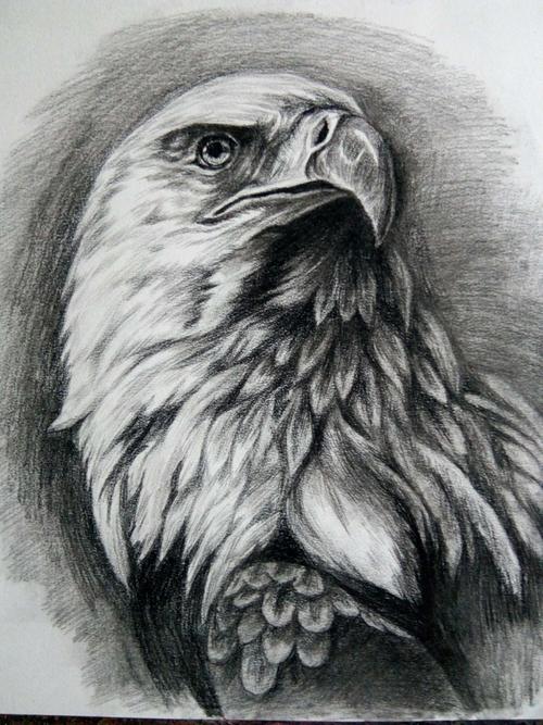 鹰的素描