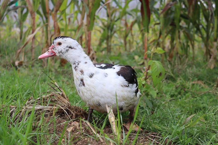 绿牧谷绿色养殖-香醇雁(非洲雁)(番鸭)