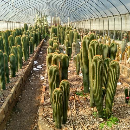 大棚直销多肉植物盆栽仙人球实生【鸾凤玉】小苗1.5cm左右