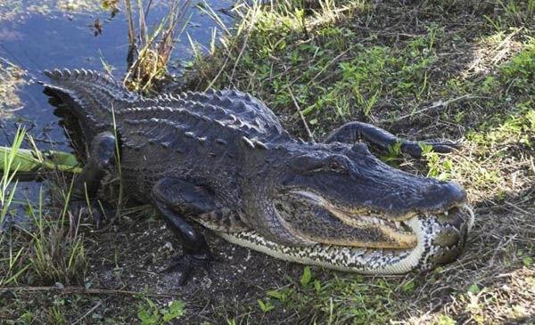 鳄鱼因强盛的生命力而生存和繁衍,成为地球上最古老的生物"活化石"之