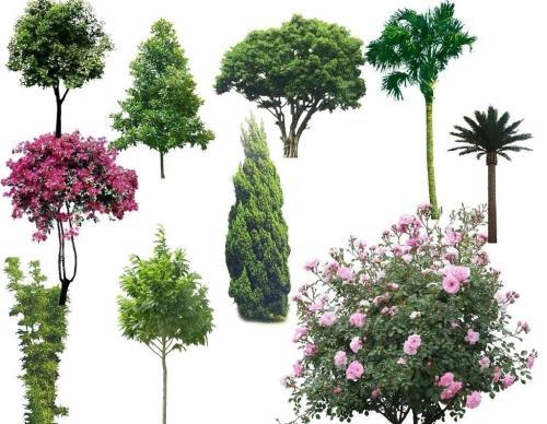 求北方常见绿化树木等植物的名称和配套图片,越全越好.