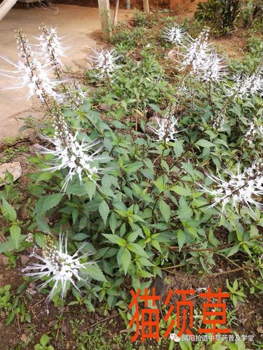 一味青草起沉疴-------猫须草