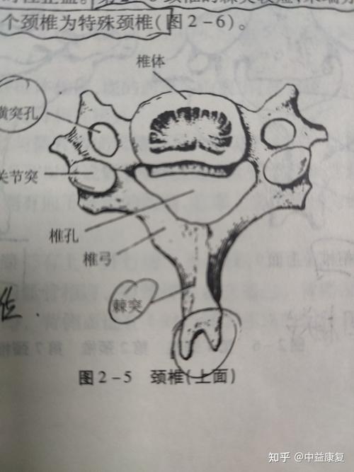 人脊柱上的棘突都大小不同吗