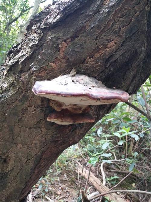 长在干枯松树上,像不像灵芝,好大一个