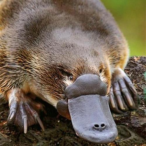 鸭嘴兽看似可爱,身上却藏有保命暗器,可别轻易惹毛了它们