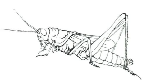 【宋画】工笔画 《蝗虫》步骤图