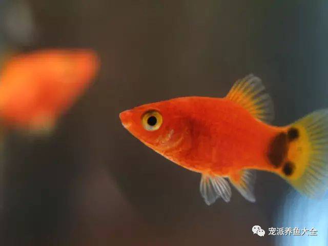 米奇鱼常见疾病及防治参考 1,白点病 症状: 全身布满比盐巴颗粒大