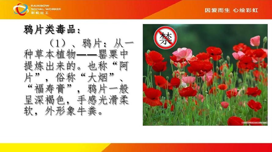 校园禁毒宣传教案ppt