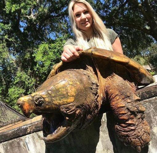 淡水怪物,收集外国抓捕的巨型大鳄龟,真香