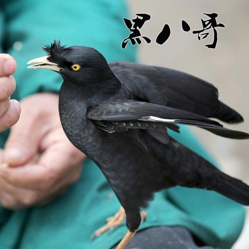 新品鹩哥活体鸟越南了哥幼鸟苗大型观赏鸟类海南八哥花八黑八林八商品