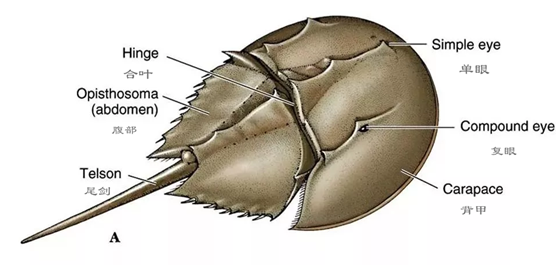 鲎的背面观 图源:网络 汉化:时不归知