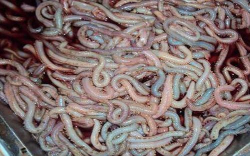 最恶心的虫子_恶心的虫