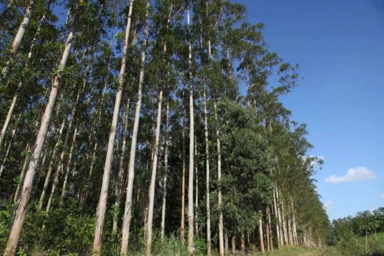 再见,速生桉树!