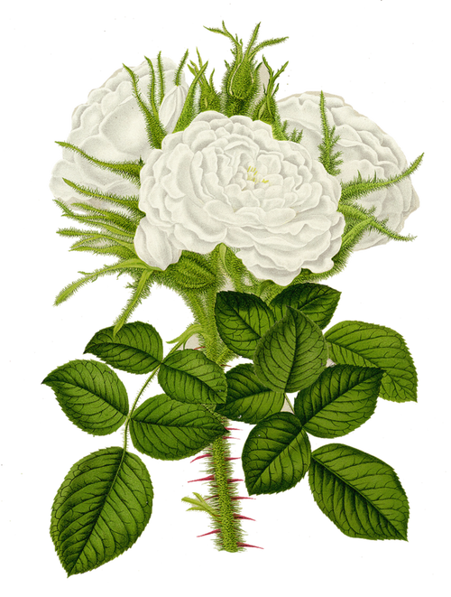 手绘白色蔷薇花图片