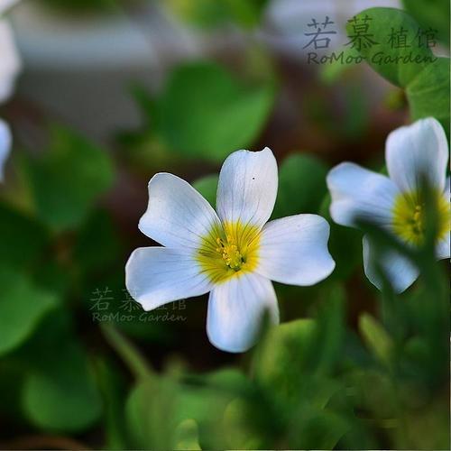 焰火大叔的相册-秋植酢浆草美图收集