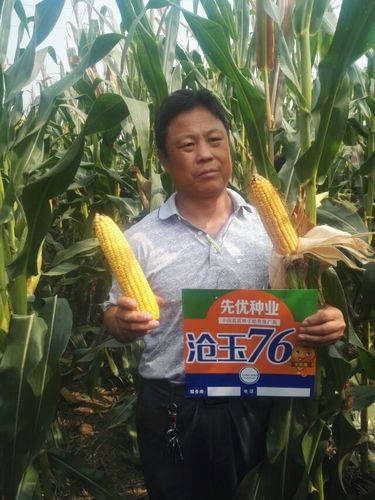 沧玉76就是好,一人种了,全村找.