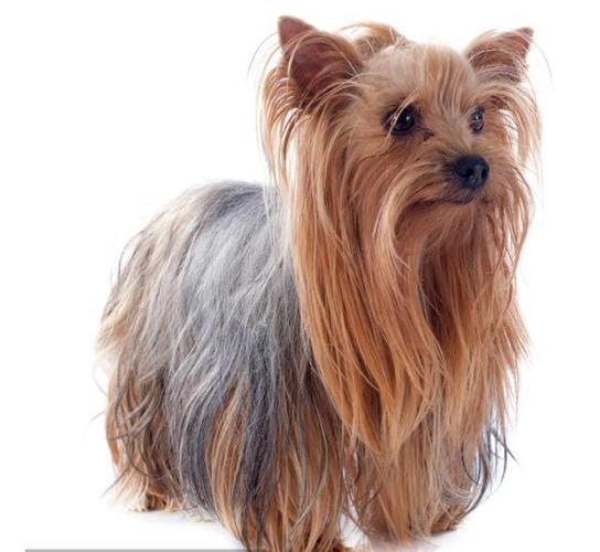 这些产自英国的犬类,你知道多少呐?