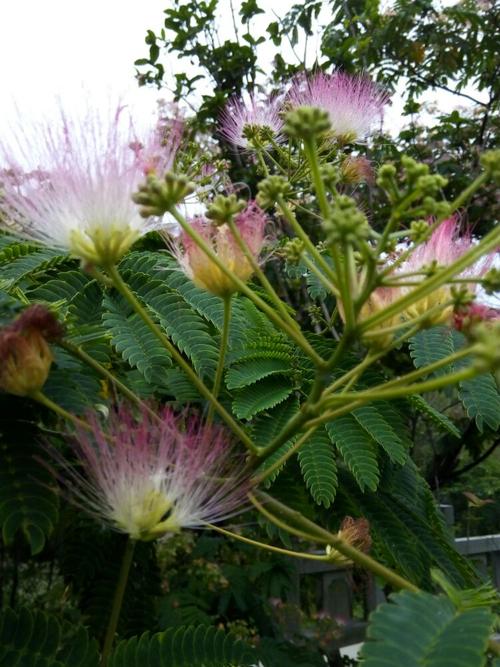 绒线花树是种风景树,叶子小而绿,叶形与含羞草叶子相似,开的花叫绒线