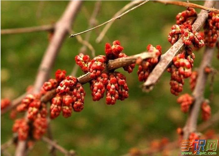 桑寄生的功效与禁忌