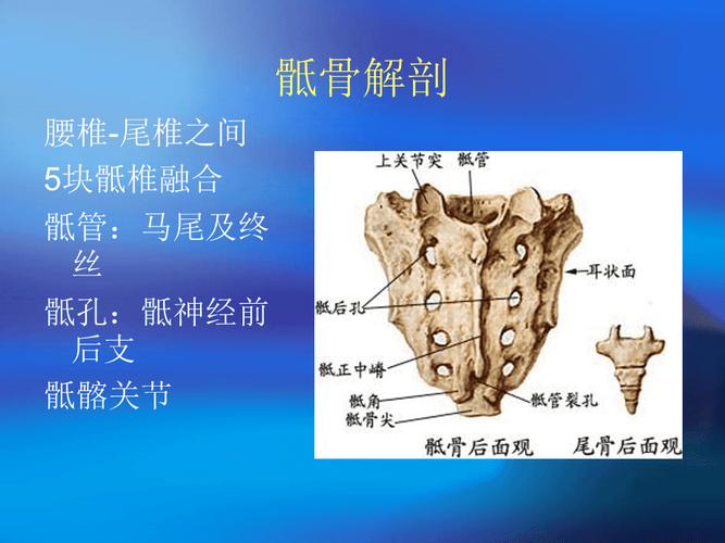 是尾骨和骶骨的合称. /p>