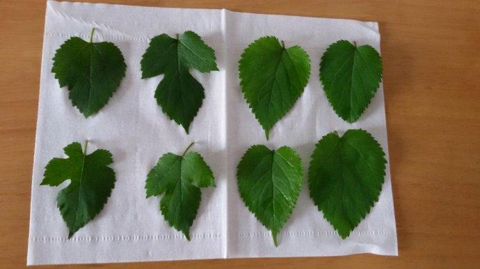 不同形状的桑叶