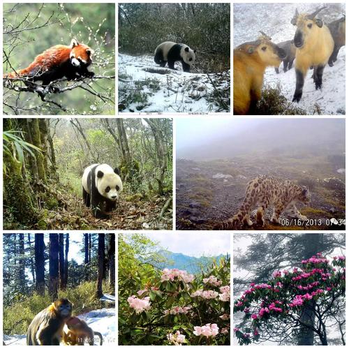 鞍子河自然保护区生物多样