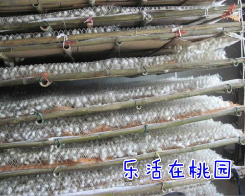 蚕宝宝结茧网 蚕上山工具专用蚕结茧蚕吐丝结茧网 满额包邮免运费