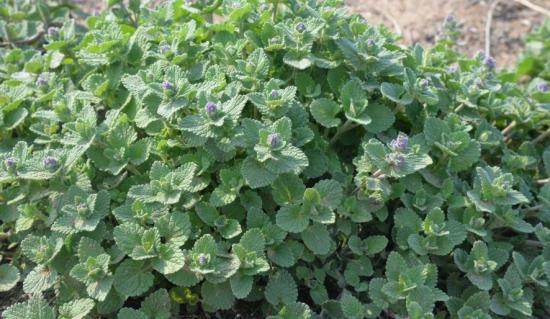 猫薄荷是什么:猫薄荷也叫樟脑草,有强烈的气味,对猫有