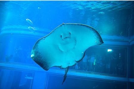 这些小家伙叫做鳐鱼,长得和魟鱼差不多,并且和魟鱼一样拥有有毒的尖刺