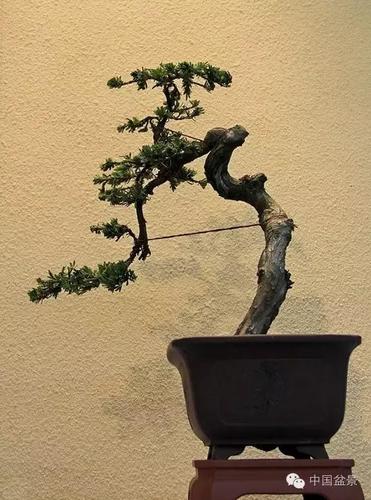 通派盆景的特点与佳作欣赏