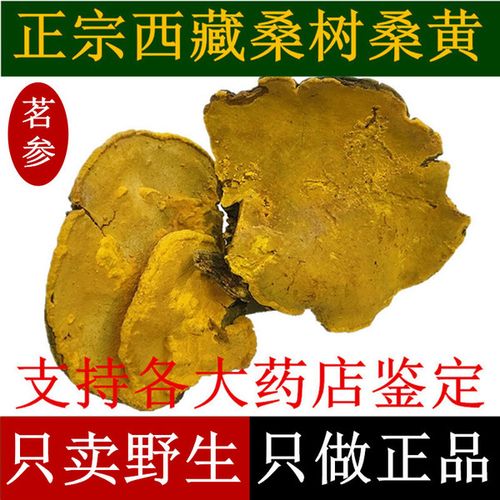 购客野生桑黄特级西藏金边桑树桑黄整枝灵芝正品 野生灵芝100g_易购客