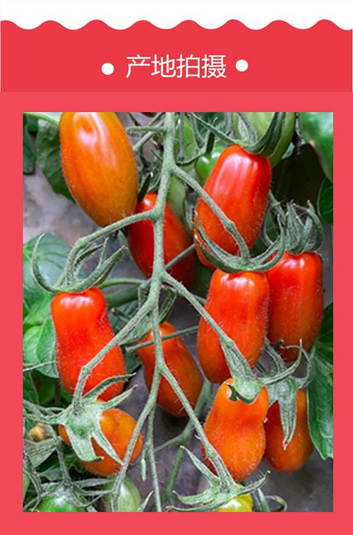 409花生小柿子5斤装当季新鲜水果碱地铁皮小番茄非