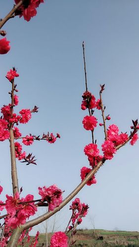 我爱春天,万物复苏,柳绿花红,百花齐放,五颜六色花朵美极了,我们就像