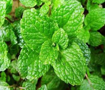 十香菜的功效与作用 十香菜与薄荷的区别