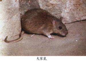 大家鼠