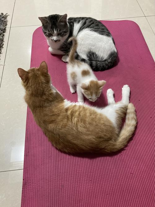 一家三口_小猫_宠物_猫