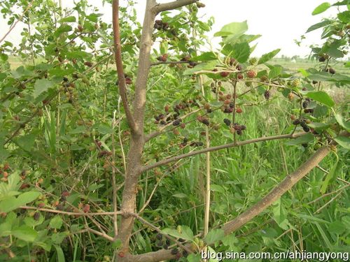 桑树图片和介绍