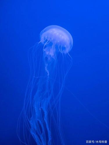 水母百科|大西洋海刺水母介绍及如何饲养?