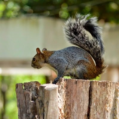 动物头像大全图高清,超清灰色小松鼠动物头像图片