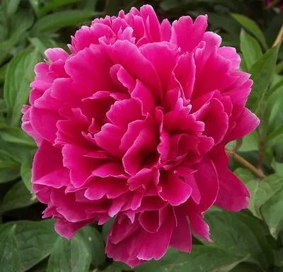 鲜花盛开五彩斑斓乐在其中美在人间