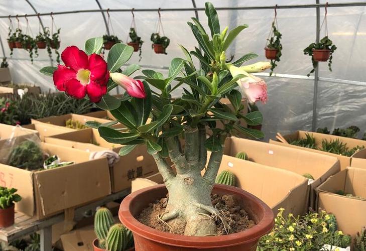 沙漠玫瑰怎么养出大肚子?舍得砍头,注意浇水