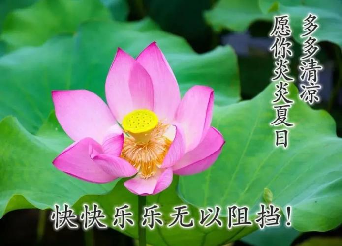 夏日漂亮早上好问候语动态表情鲜花图片 创意唯美夏日早安祝福语