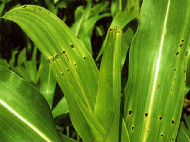 附:玉米心叶末期玉米螟的防治