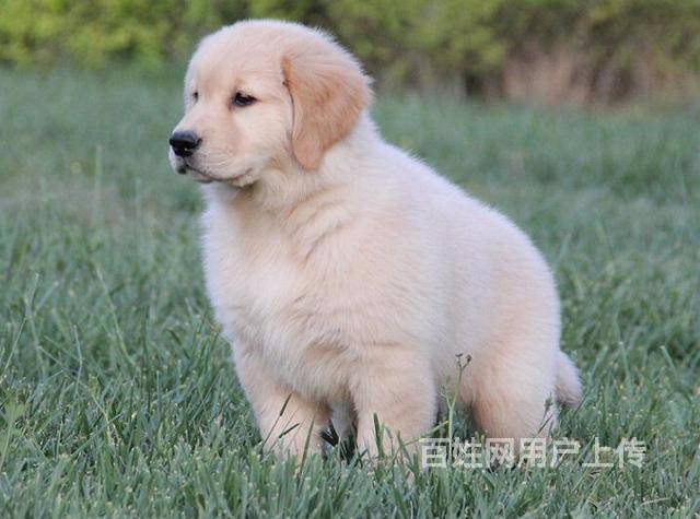 大头金毛黄金猎犬,高智商,看家护院的好手