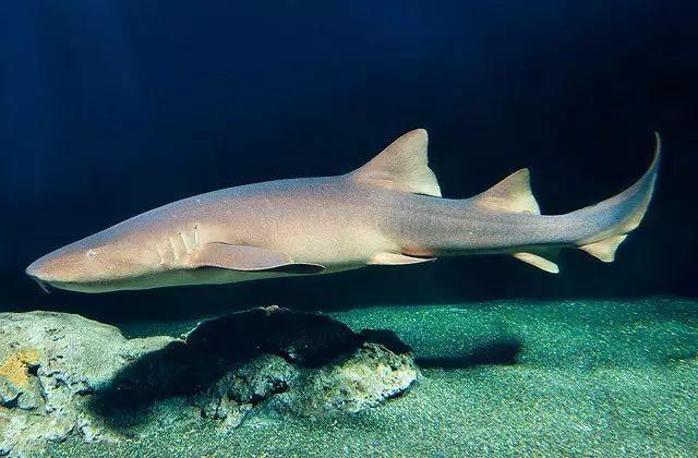 沙锥齿鲨(nurse shark)斑蜘蛛(zebra shark)锥齿鲨(sand tiger shark)